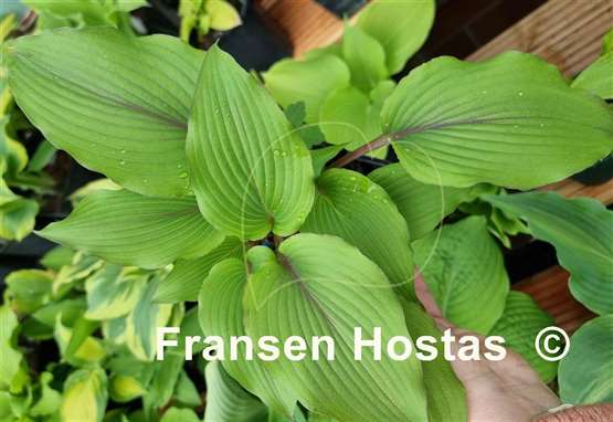 Hosta Holar Mystic Girl